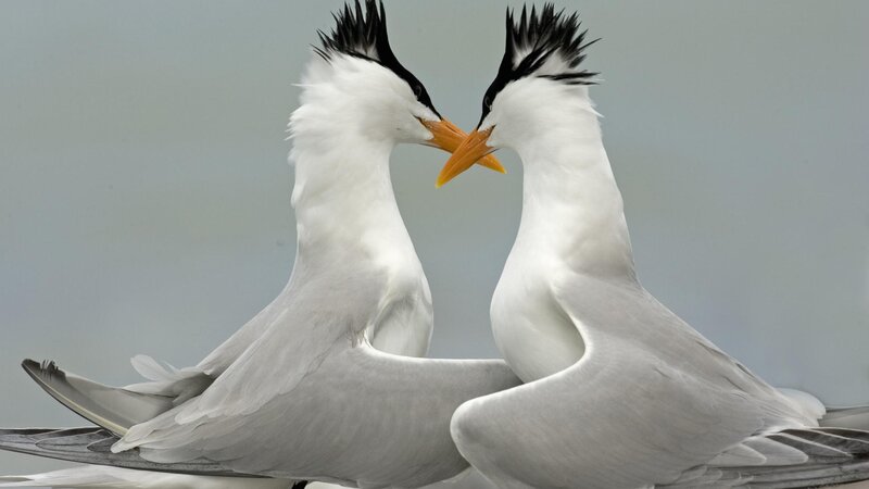 Two Terns Facing Each Other