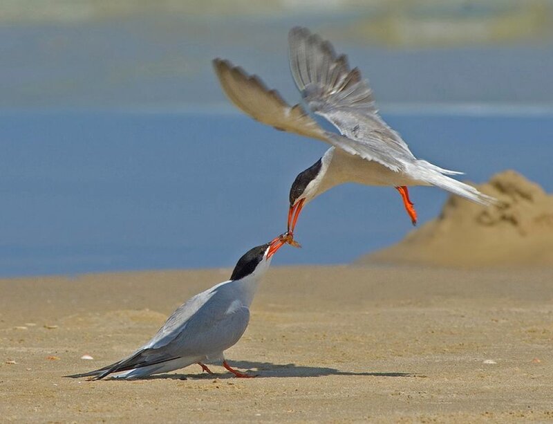 Two Terns Feeding