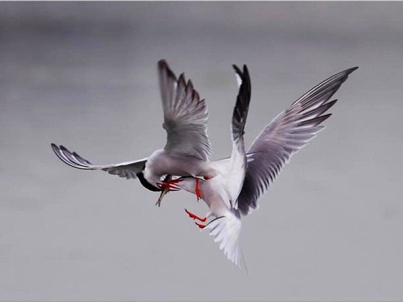 Two terns fighting in flight