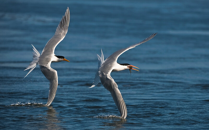 Two terns flying over water