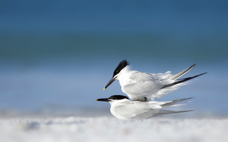 Two terns in flight
