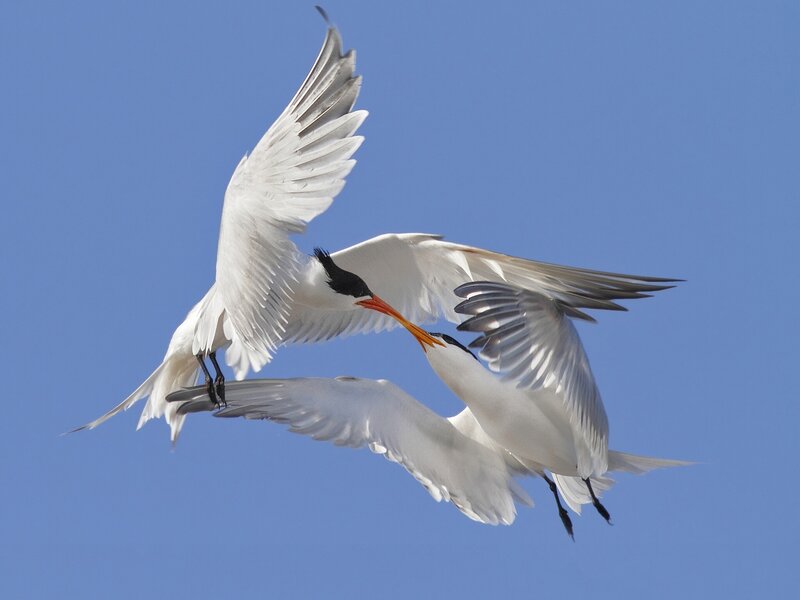 Two Terns in Flight — Blue