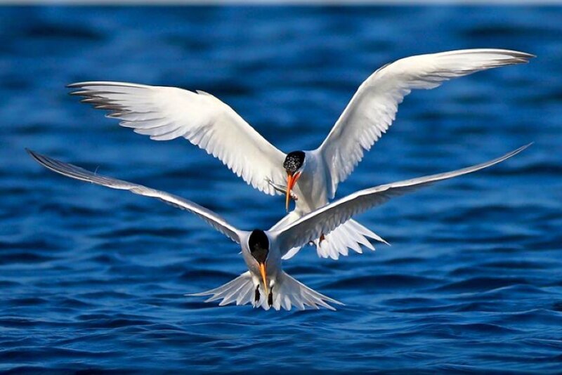 Two terns in flight over water