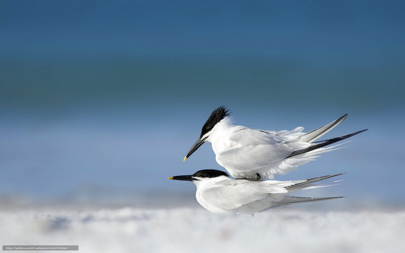 Two terns in flight
