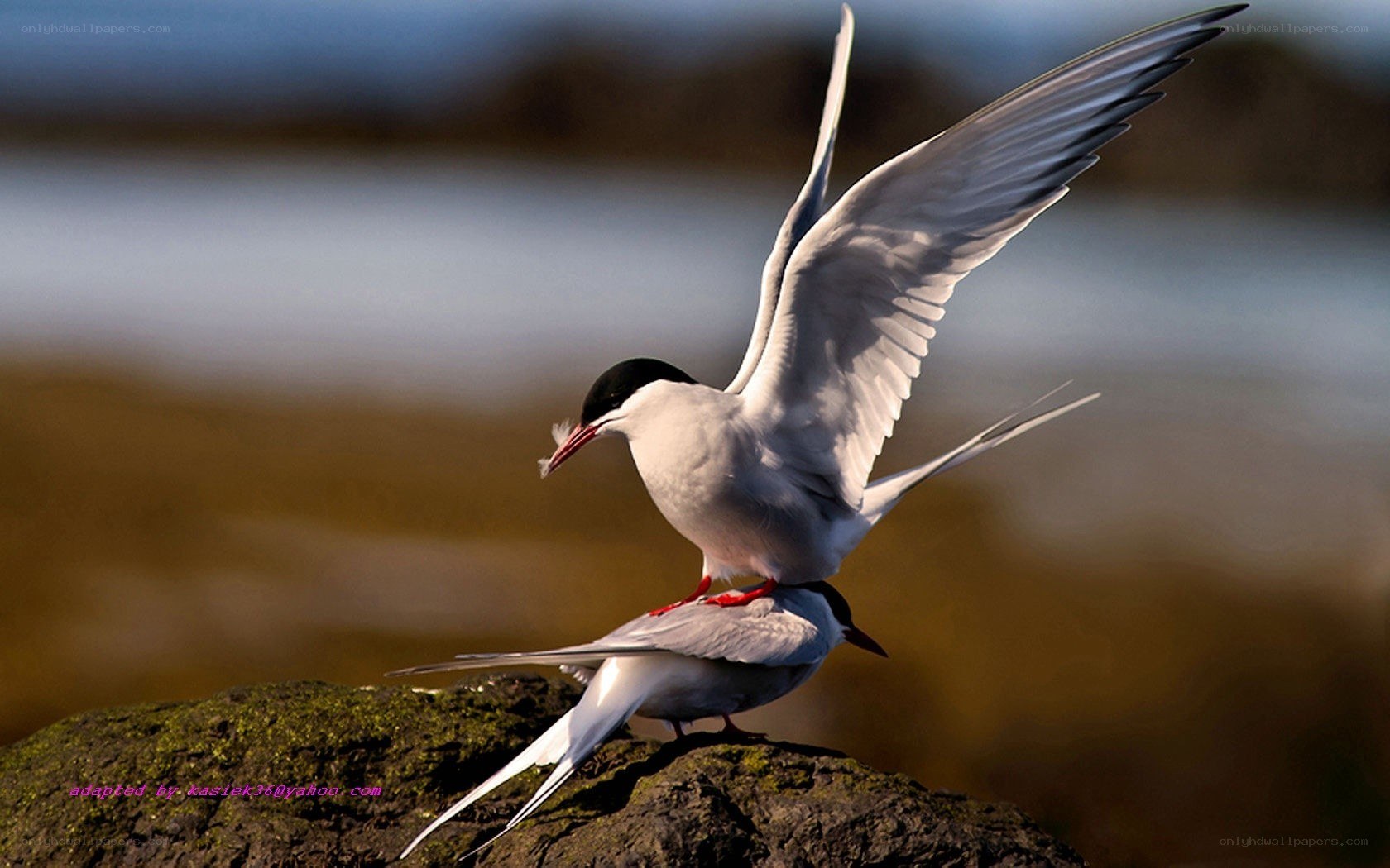 Two terns mating on a rock
