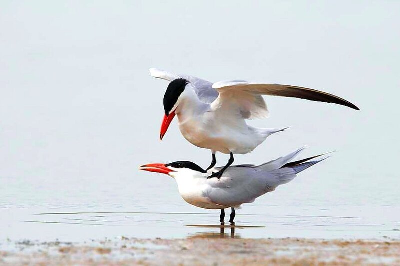 Two terns mating on shore