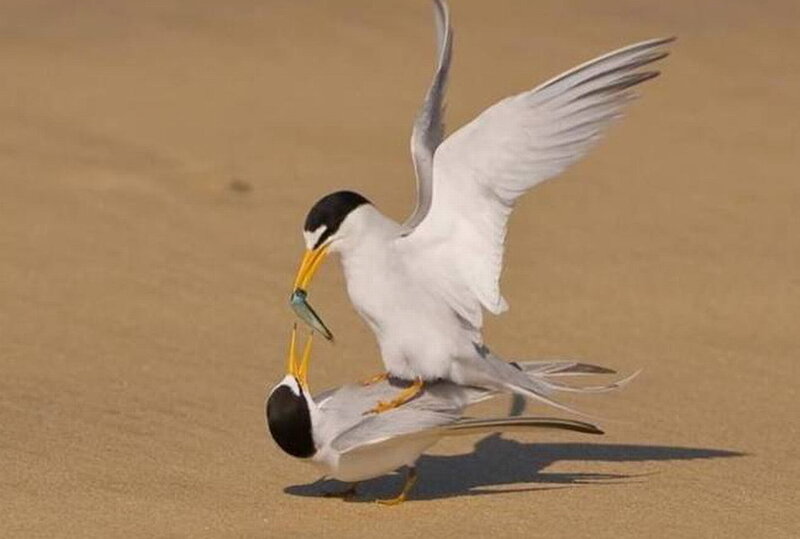 Two Terns Mating
