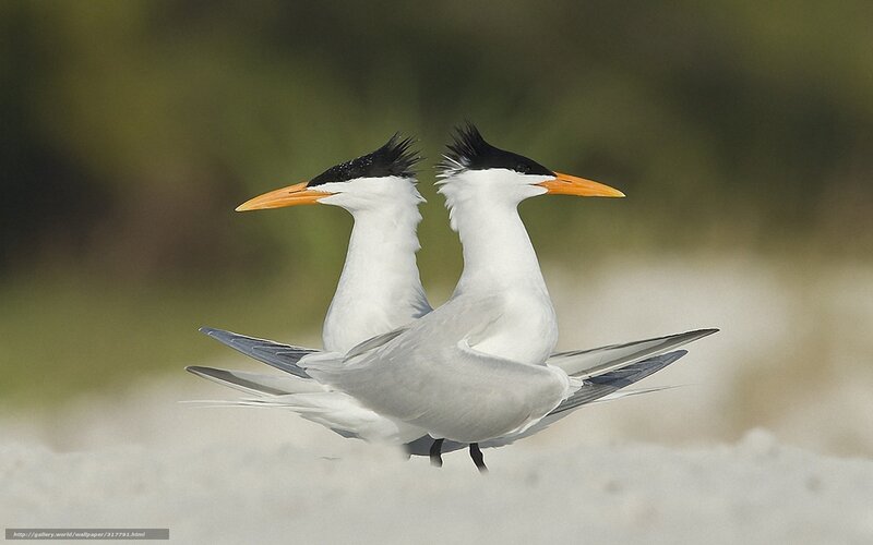 Two terns on a beach