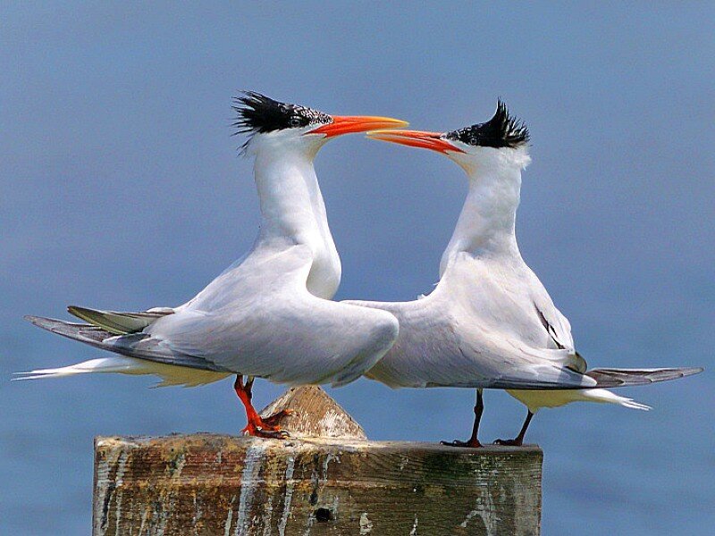 Two terns on a post