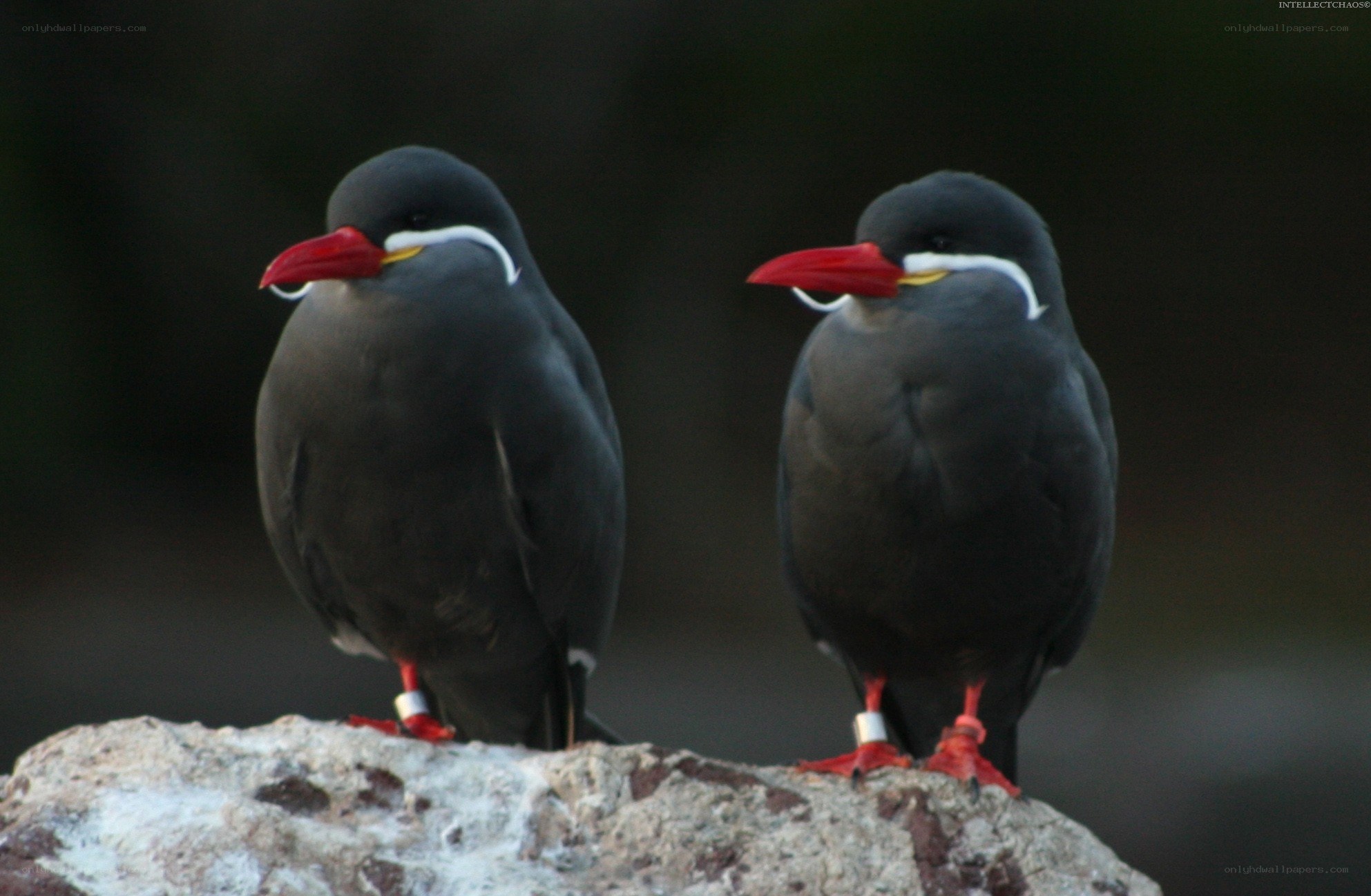 Two terns on a rock