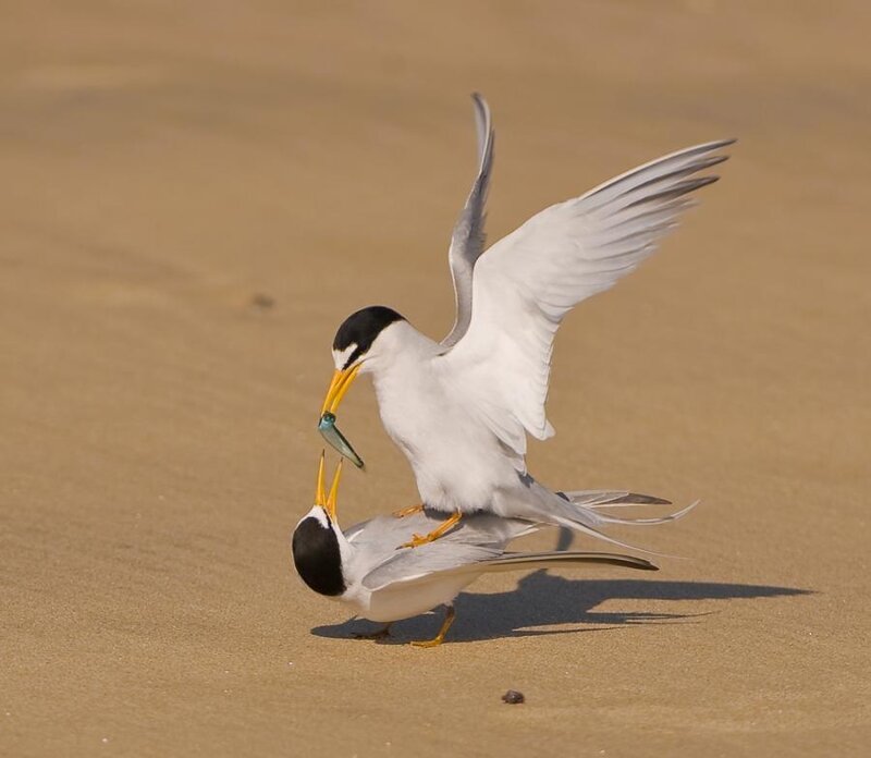 Two Terns on Sand