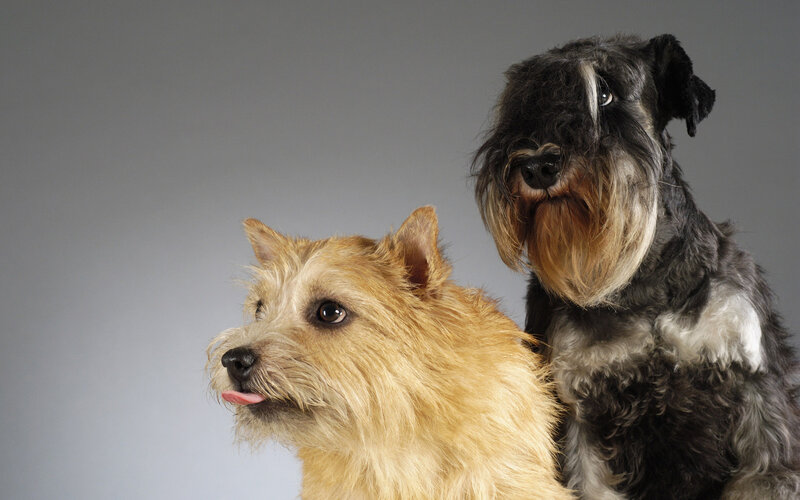 Two Terrier Dogs — Gray