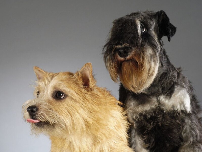 Two Terrier Dogs