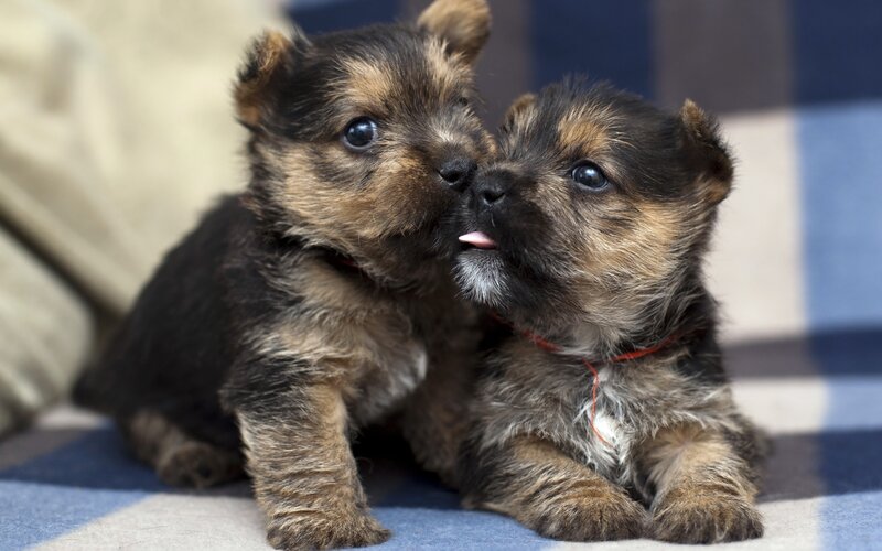Two Terrier Puppies — Brown, Cuddly, Photograph