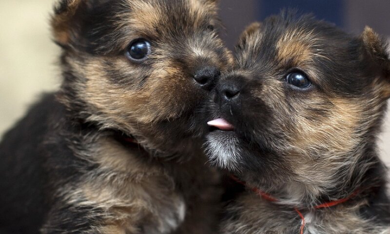Two Terrier Puppies — Brown, Cuddly