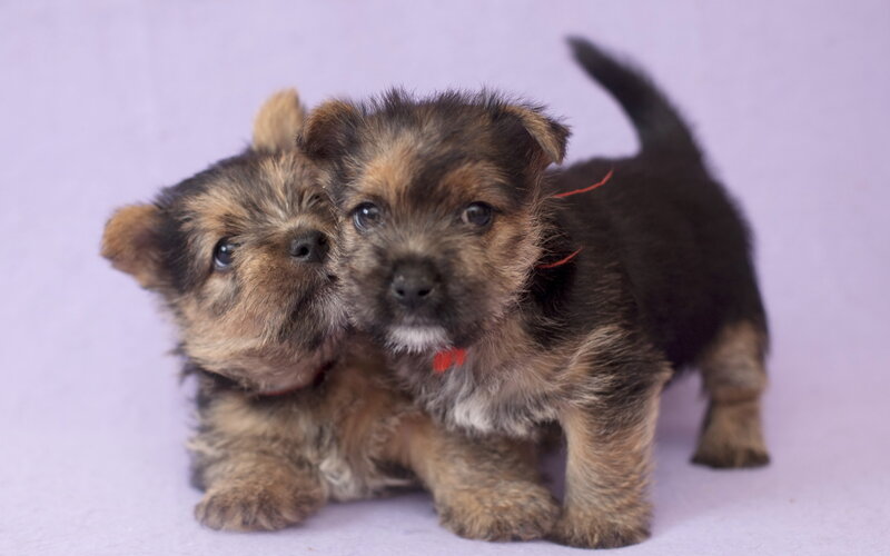 Two Terrier Puppies — Purple