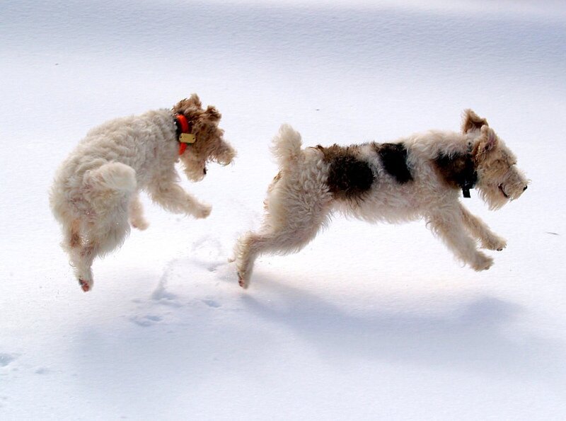 Two Terriers in Snow
