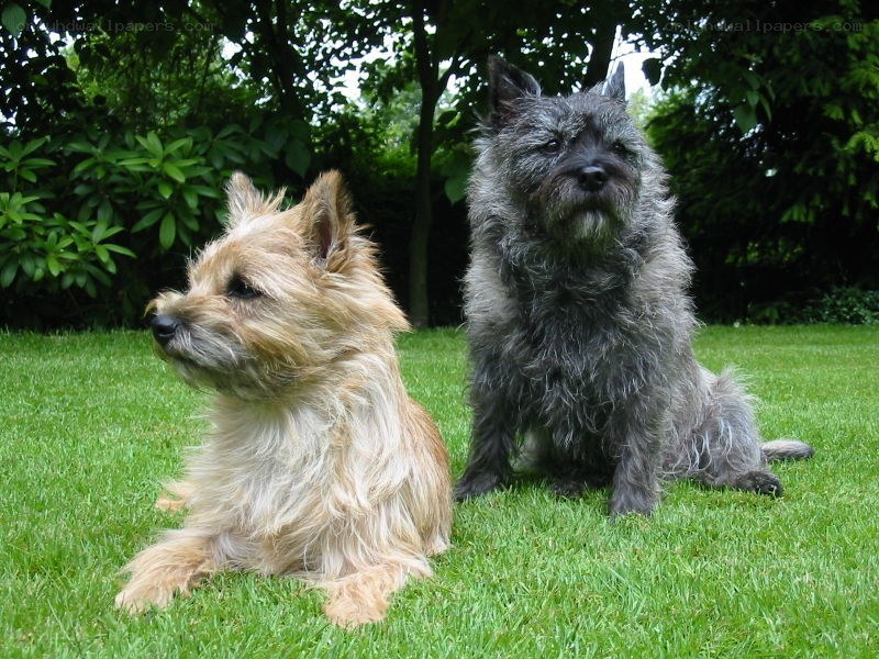 Two terriers on a lawn