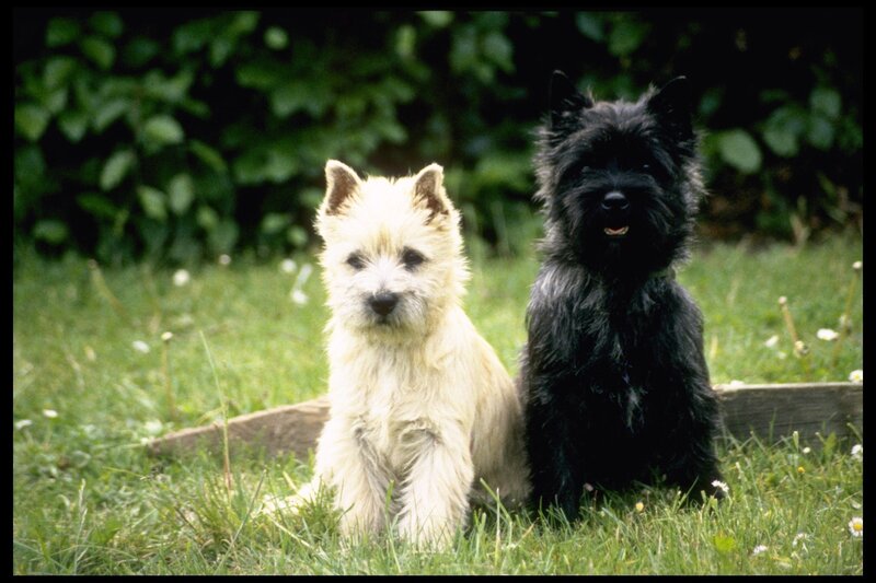 Two terriers on grass