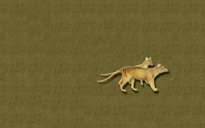 Two thylacines walking