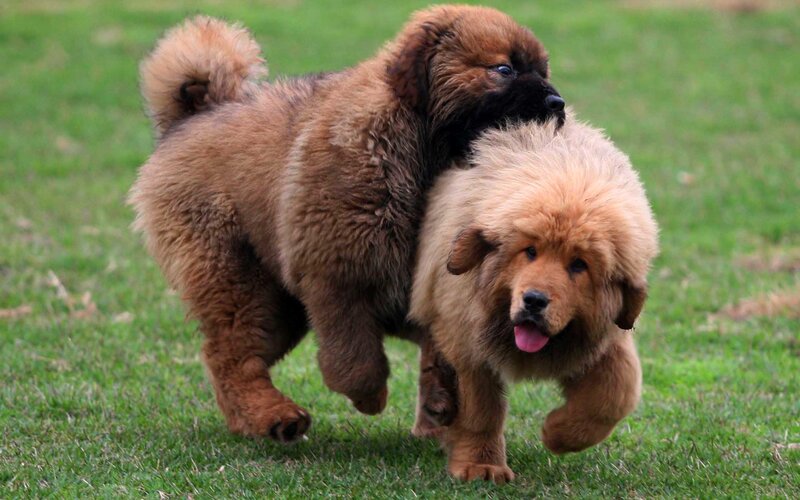 Two Tibetan Mastiff Puppies