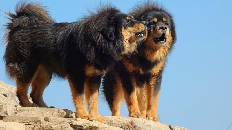 Two Tibetan Mastiffs