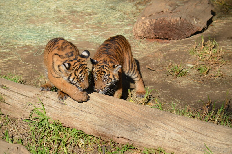 Two Tiger Cubs — Brown, Calm, Afternoon