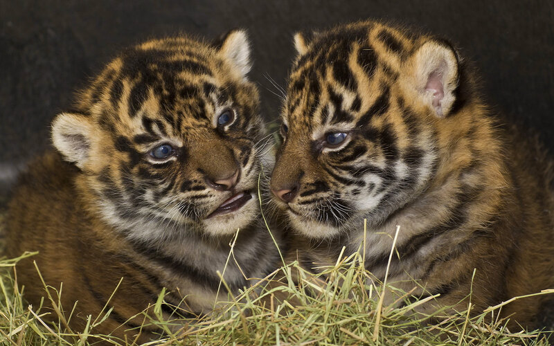Two Tiger Cubs — Brown, Calm, Photograph, Hay