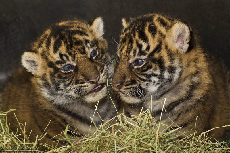 Two Tiger Cubs — Brown, Calm, Photograph, Straw