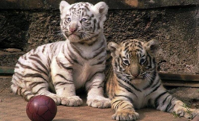 Two Tiger Cubs — Brown, Calm, Photograph