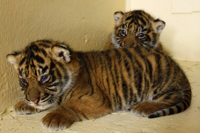 Two Tiger Cubs — Brown, Calm, Photograph, Wall