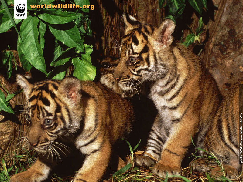 Two Tiger Cubs — Brown