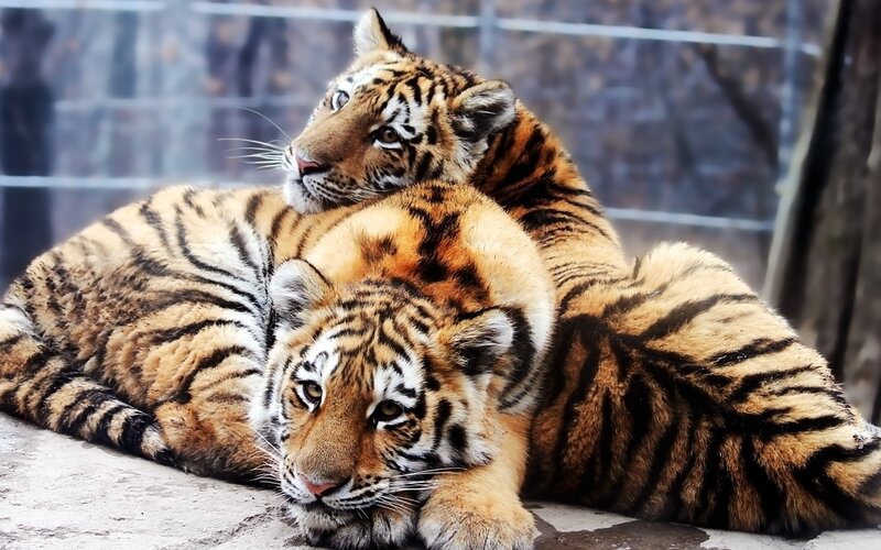 Two Tiger Cubs — Cub