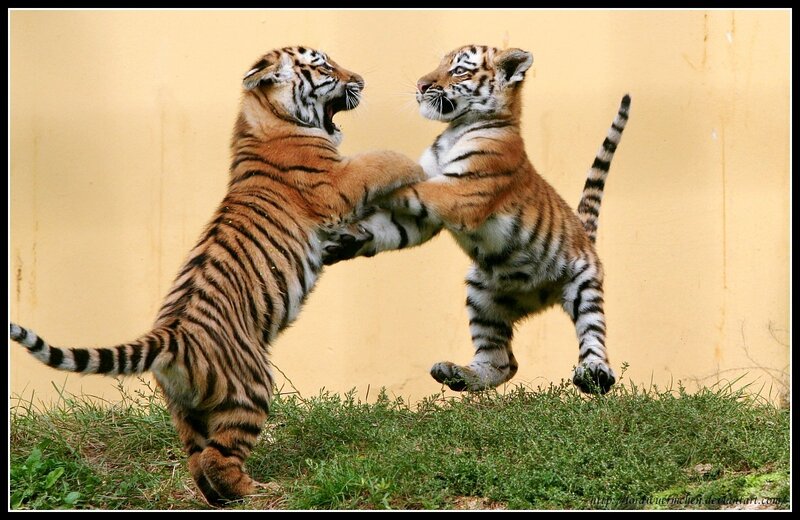Two Tiger Cubs Fighting — Orange