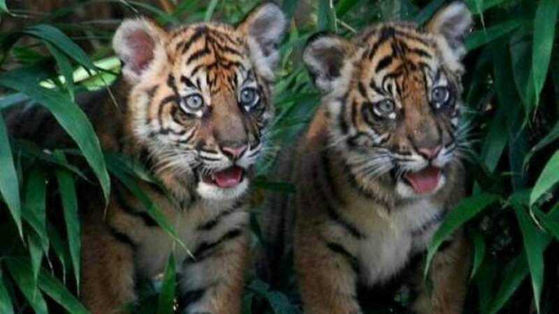 Two Tiger Cubs — Green, Curious