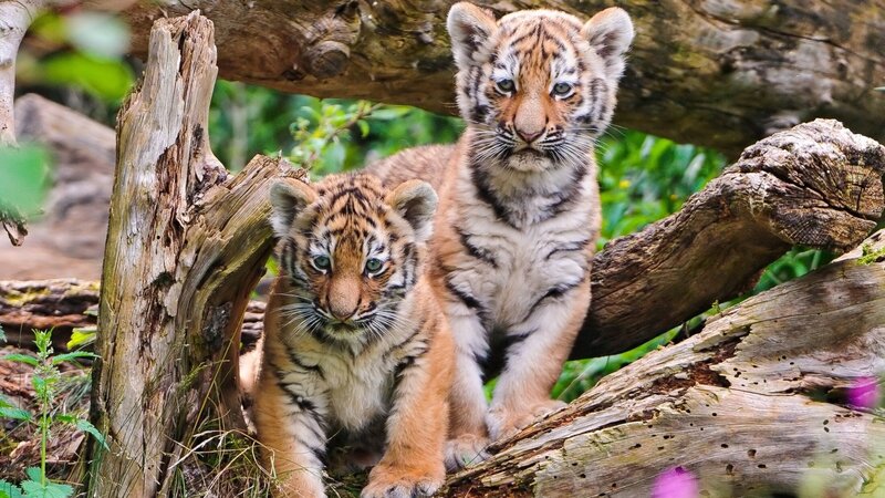 two tiger cubs in forest
