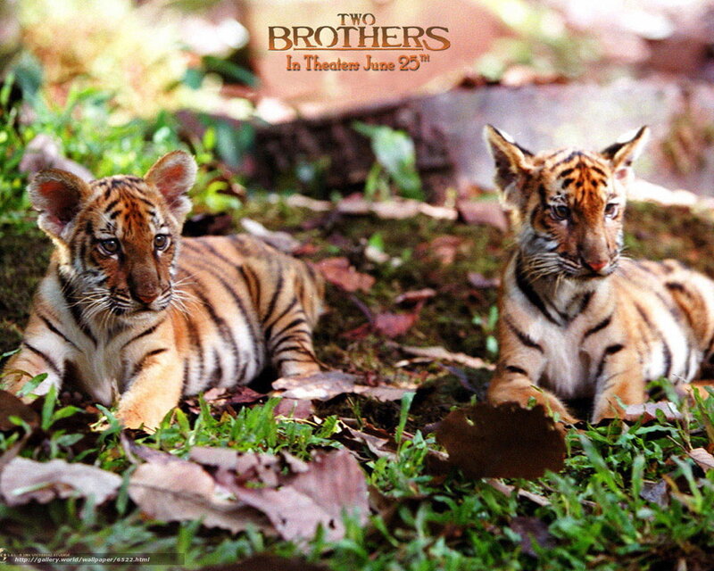 Two tiger cubs in forest