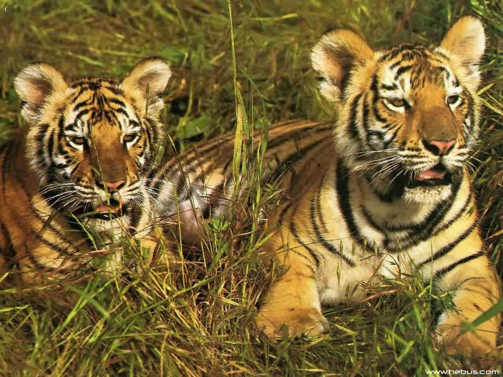 two tiger cubs in grass