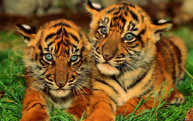 two tiger cubs in grass