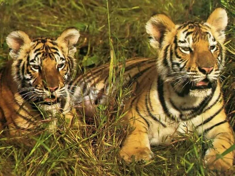 Two tiger cubs in grass