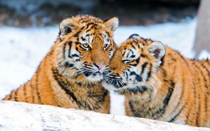 Two tiger cubs in snow