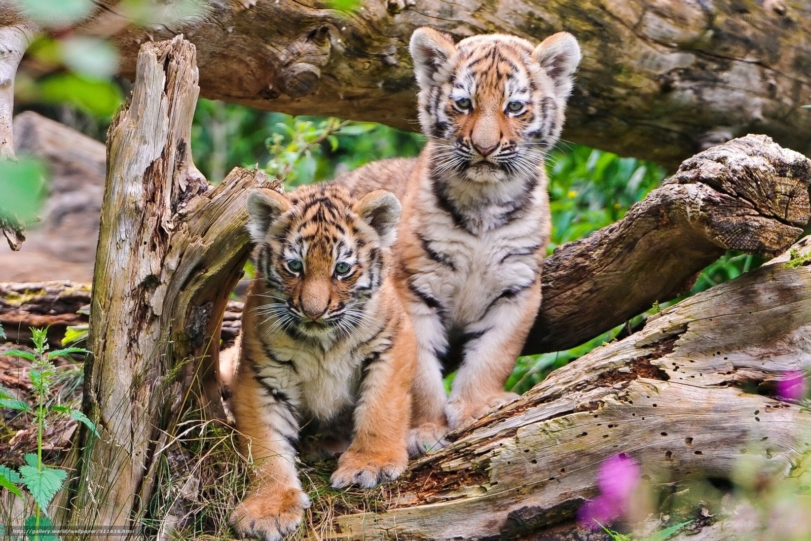 Two tiger cubs in the wild