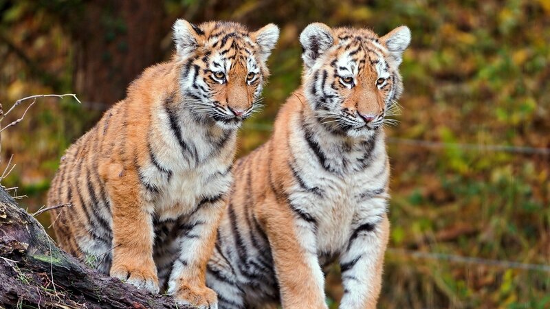 Two tiger cubs in the wild