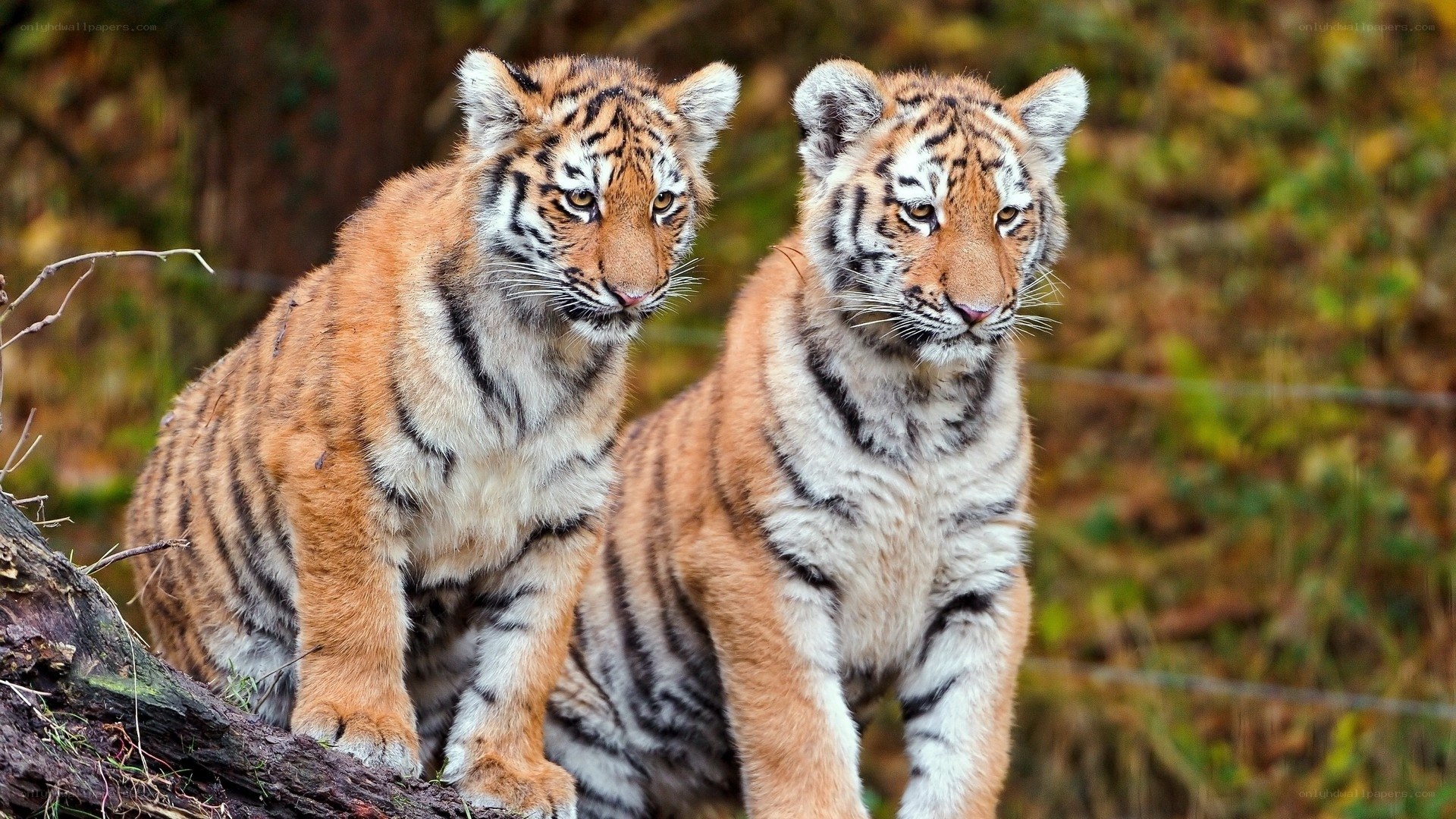 Two tiger cubs in the wild