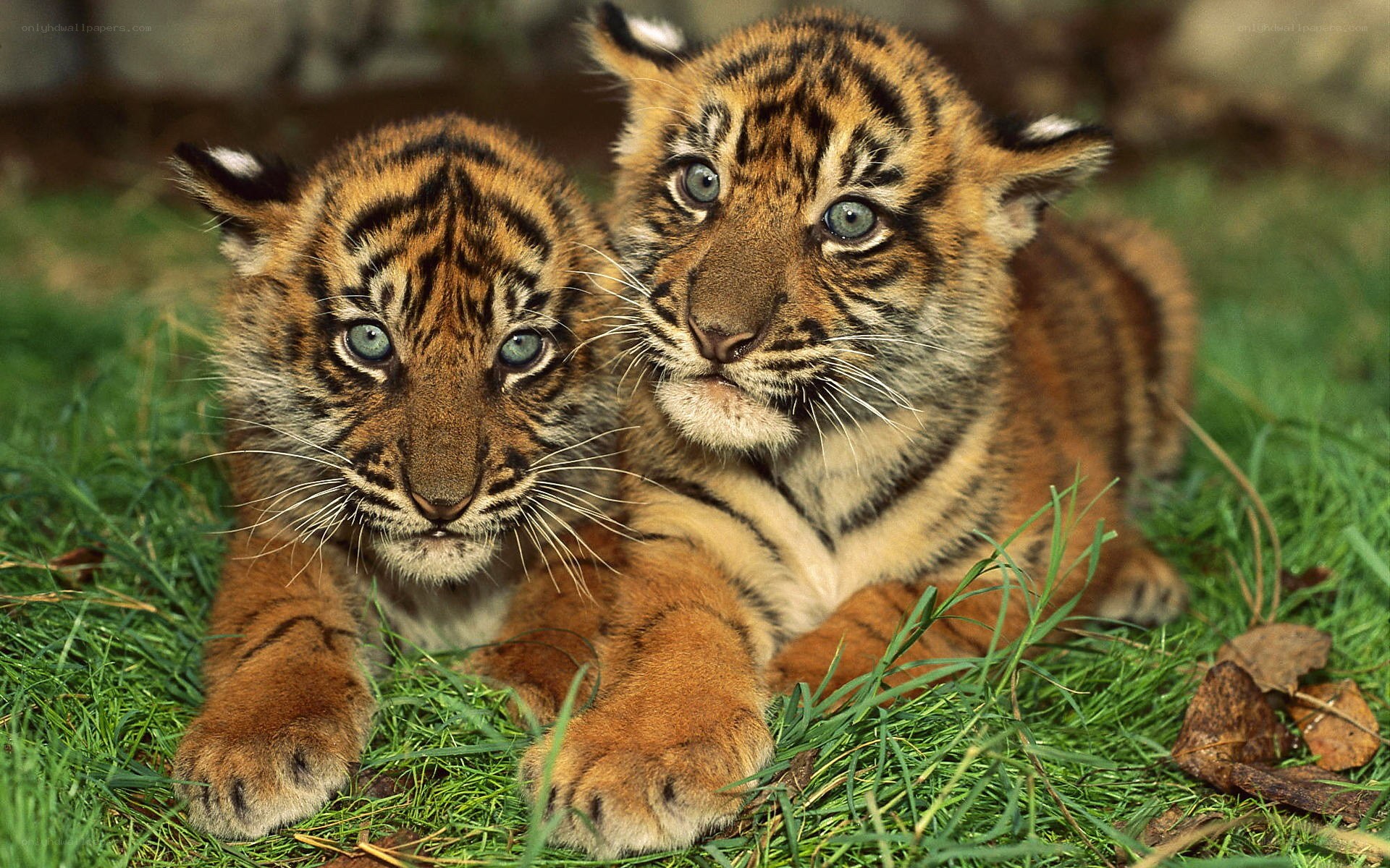 Two tiger cubs on grass