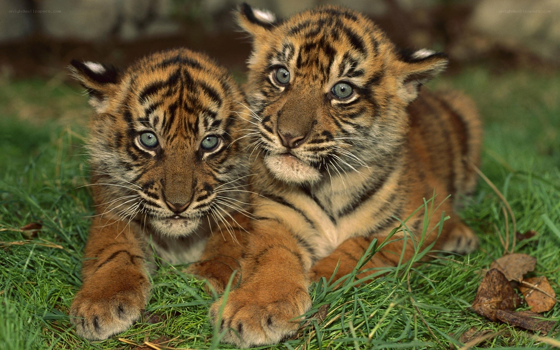 two tiger cubs on grass