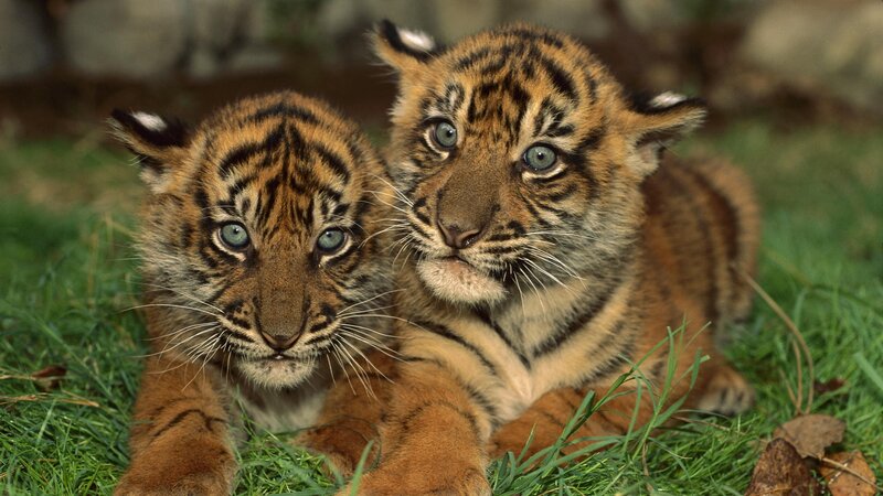 Two tiger cubs on grass