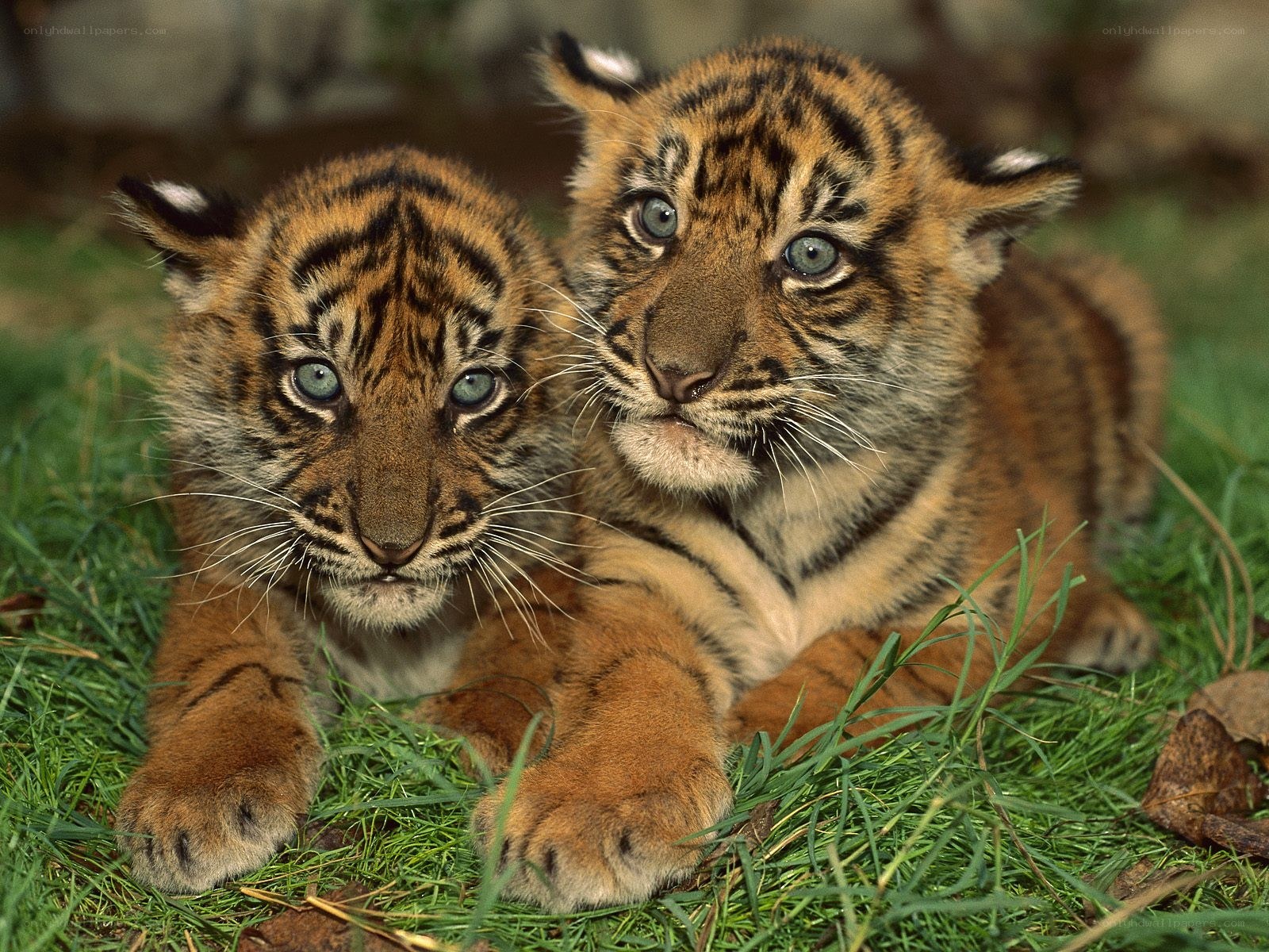Two tiger cubs on grass