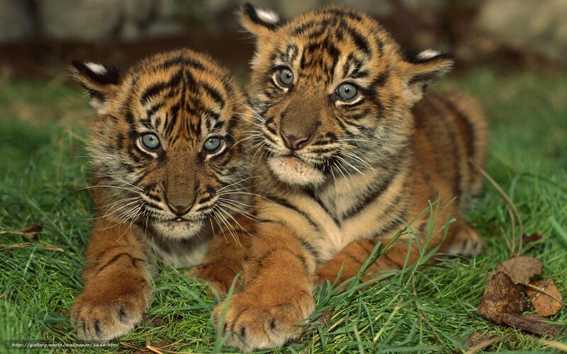 Two tiger cubs on grass