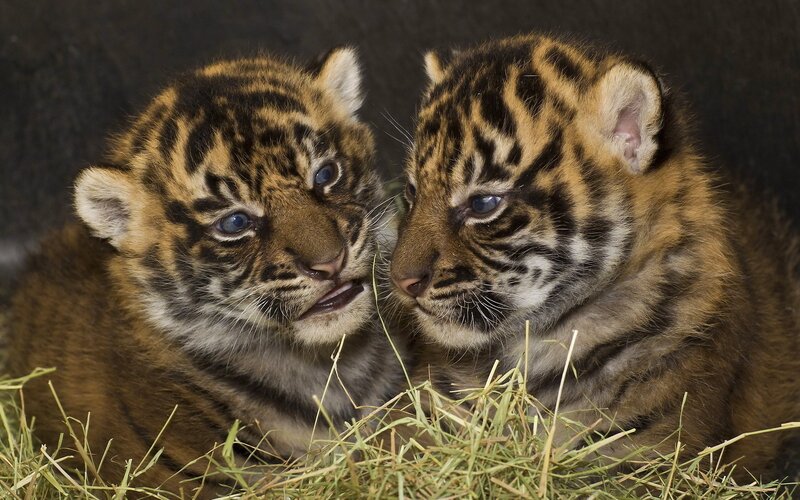 Two tiger cubs on hay